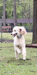 ‘There’s always hope’: Formerly neglected dog earns therapy certification after finding loving home